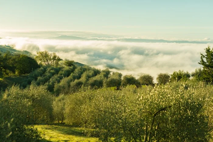 Eyrie Olio Nuovo Extra Virgin Olive Oil