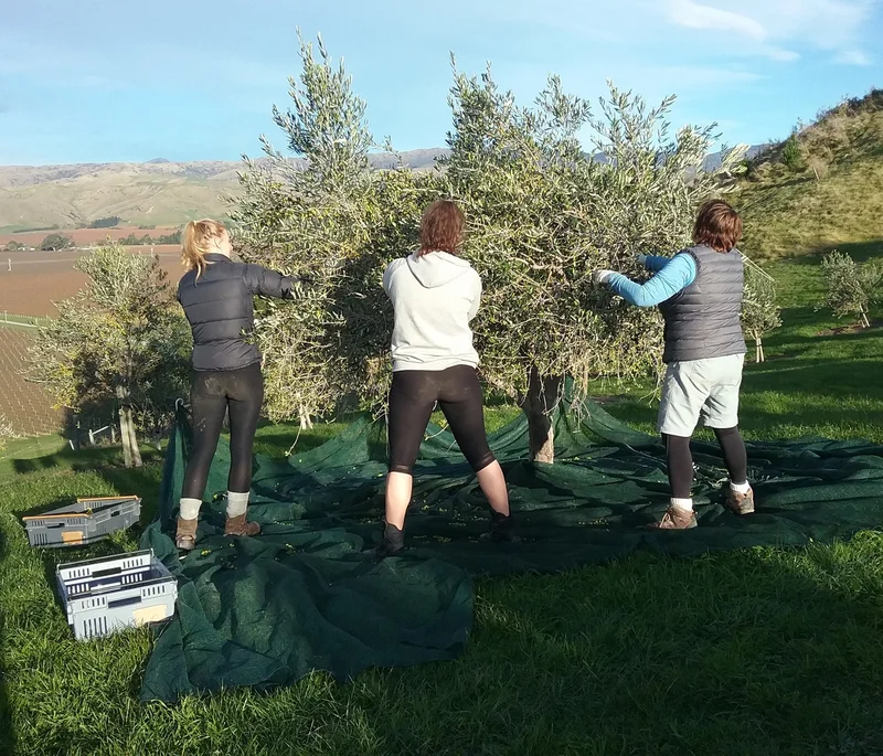 Faversham Olive Grove Extra Virgin Olive Oil