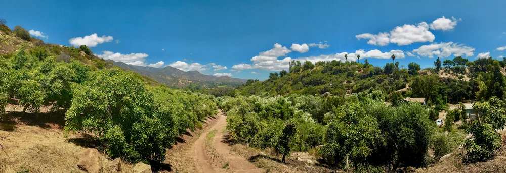 Ojai Tuscan Olive Oil