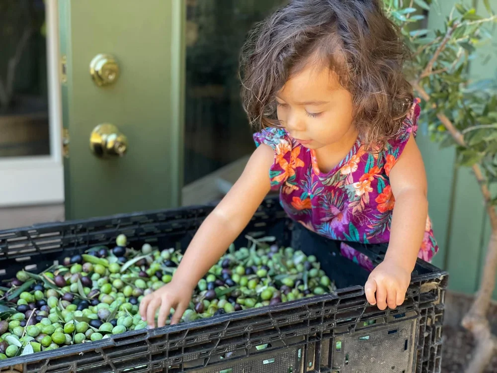 Ojai Tuscan Olive Oil