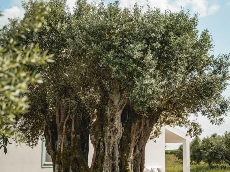 Amor é Cego Galega Extra Virgin Olive Oil