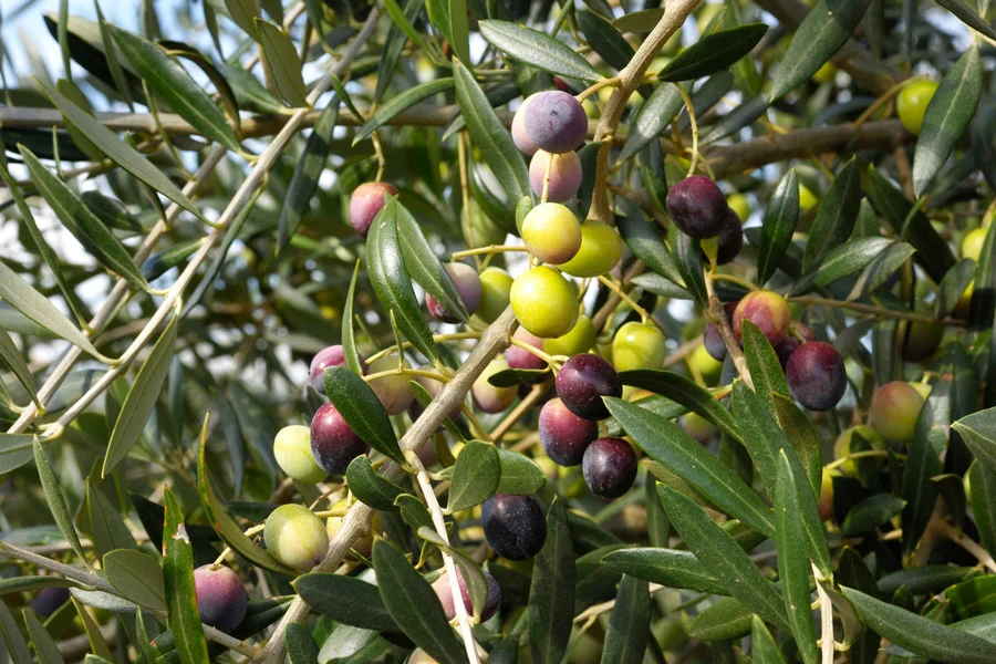 Calistoga Press Extra Virgin Olive Oil