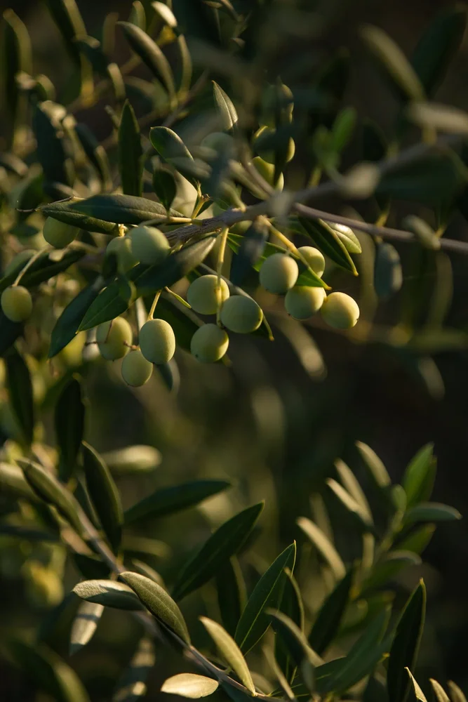 Central Coast Family Farm Extra Virgin Olive Oil
