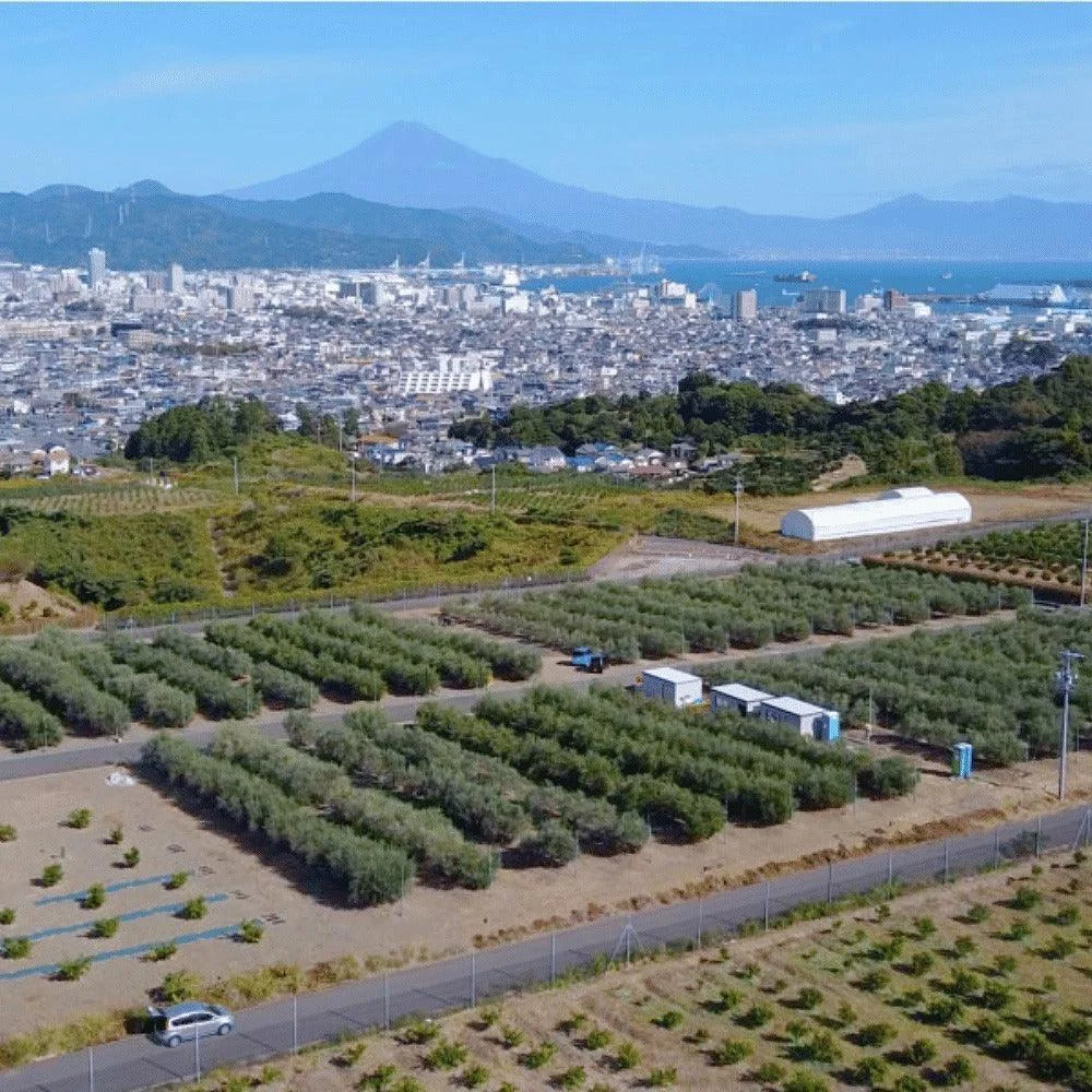 Crea Farm Shizuoka Extra Virgin Olive Oil
