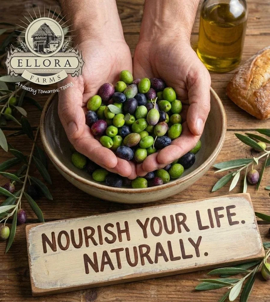 Ellora Farms Traceable Kolymvari Estates Greek Extra Virgin Olive Oil