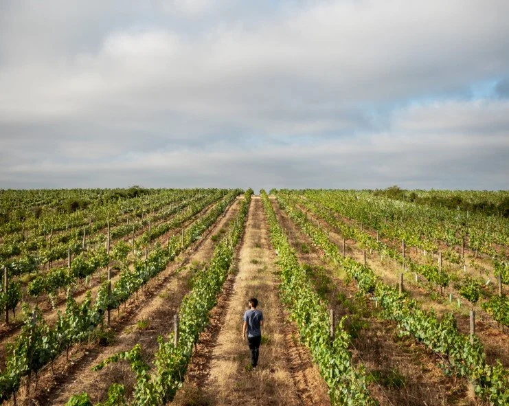 Esporão Organic Cobrançosa Extra Virgin Olive Oil