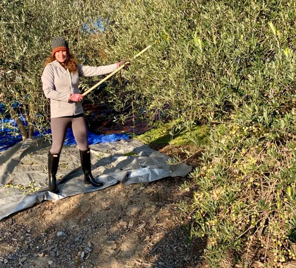 Four Palms Farm Extra Virgin Olive Oil