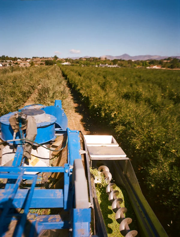 Inez Organic Ultra Premium Blend