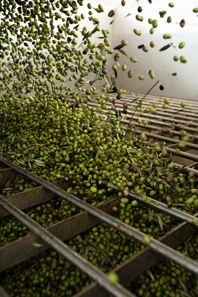 Mainova Azeite Extra Virgem Clássico