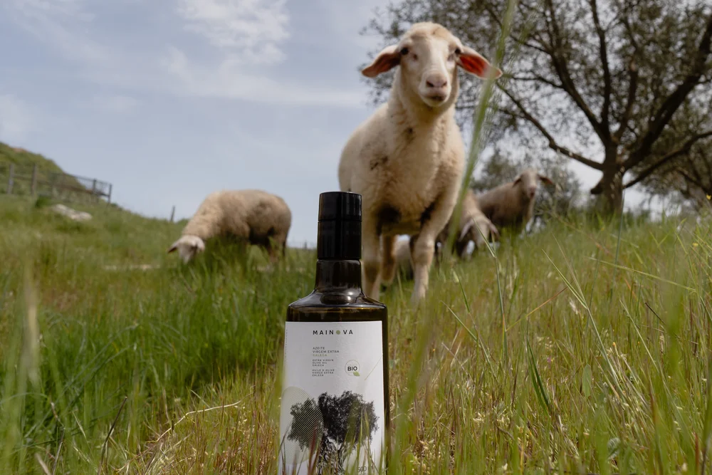 Mainova Azeite Extra Virgem Galega Biológico