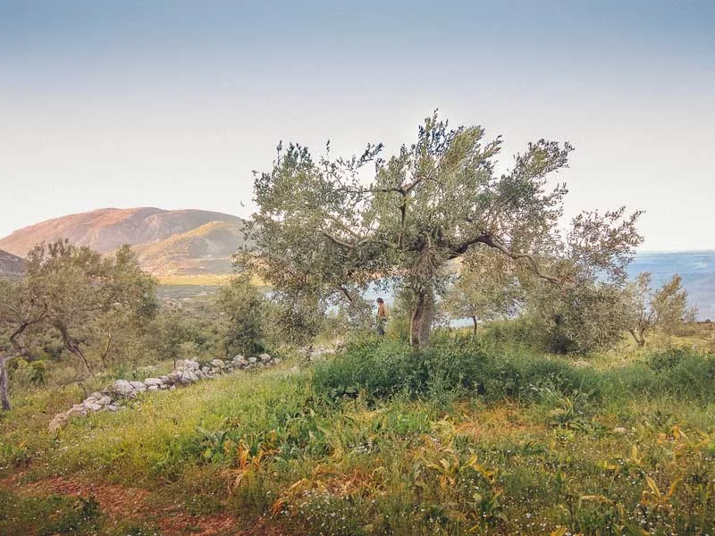 Meraki Extra Virgin Olive Oil