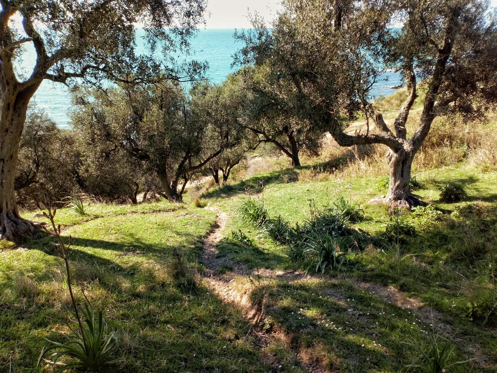 Messinia Messorahi Extra Virgin Olive Oil