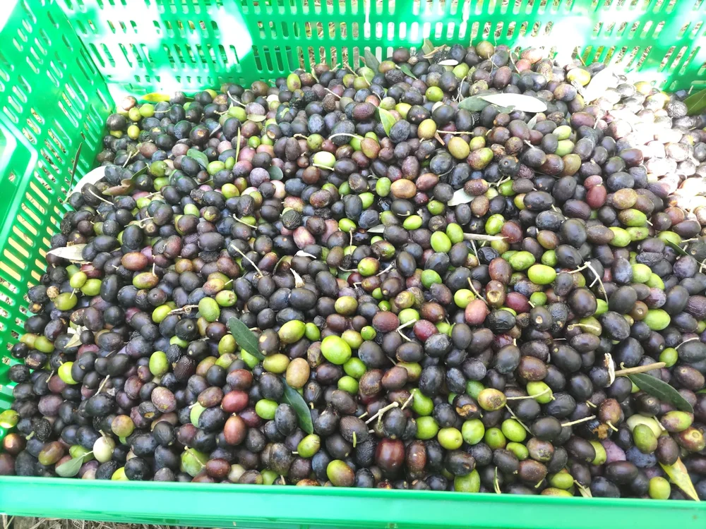 Mineo Nouen Itonamisha Nomi Island Blend Mild