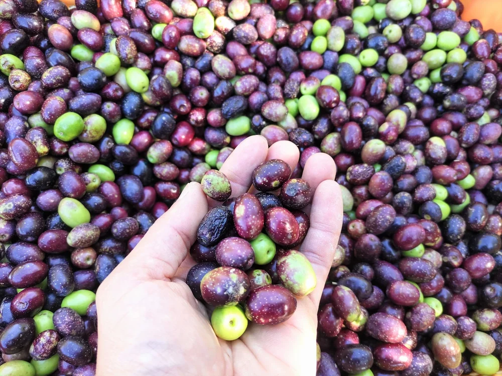 Mineo Nouen Itonamisha Nomi Island Blend Mild