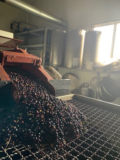 Olio Bello Arbequina Extra Virgin Olive Oil