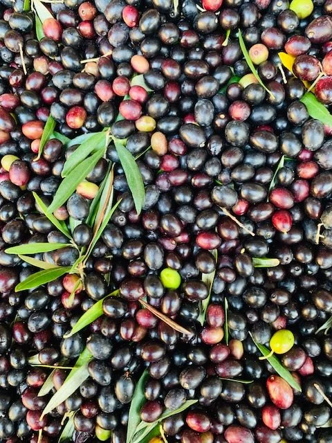 Olio Bello Kalamata Extra Virgin Olive Oil