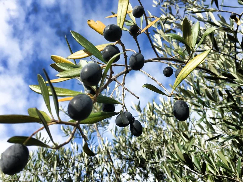 Olio Bello Kalamata Extra Virgin Olive Oil