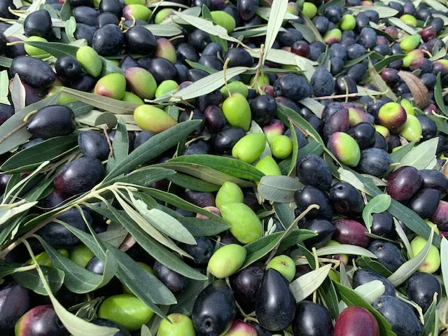 Olio Bello Koroneiki Extra Virgin Olive Oil