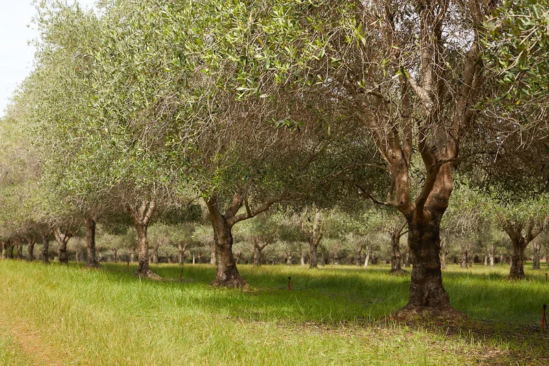 Olio Bello Kurunba Extra Virgin Olive Oil