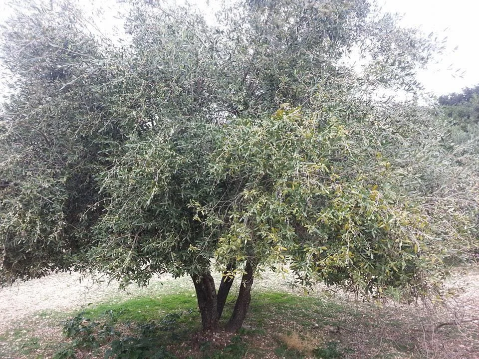 Viva's Extra Virgin Olive Oil