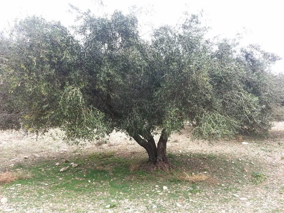 Viva's Extra Virgin Olive Oil