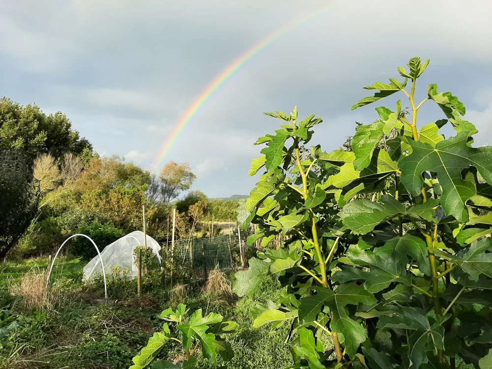 Waikawa Glen Blend Extra Virgin Olive Oil