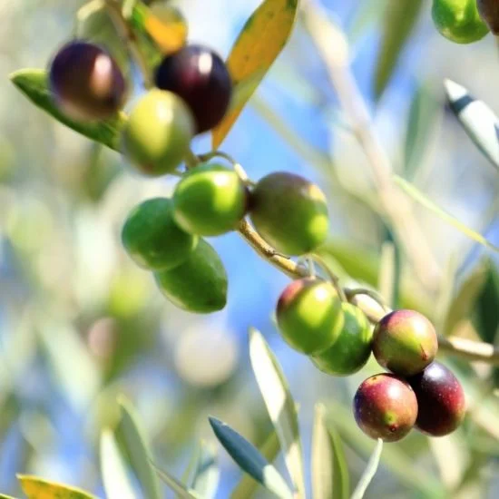 Yamada Olive Garden Lucca Extra Virgin Olive Oil