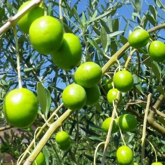 Yamada Olive Garden Manzanillo Extra Virgin Olive Oil